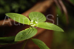 Mitracarpus villosus